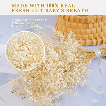 Beerfingo 3000+ Dried Baby's Breath Bouquet for Decor