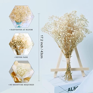 Beerfingo 3000+ Dried Baby's Breath Bouquet for Decor