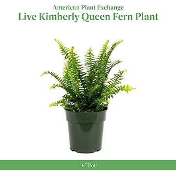 Buy Resilient Kimberly Queen Fern for Lush Greenery