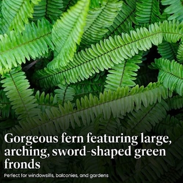 Buy Resilient Kimberly Queen Fern for Lush Greenery