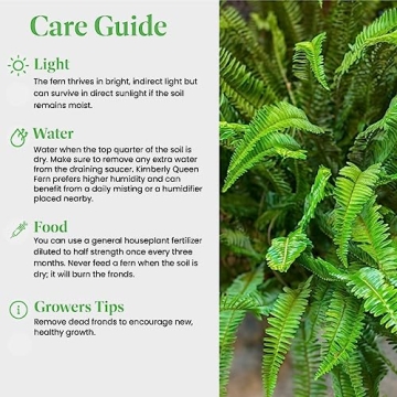 Buy Resilient Kimberly Queen Fern for Lush Greenery
