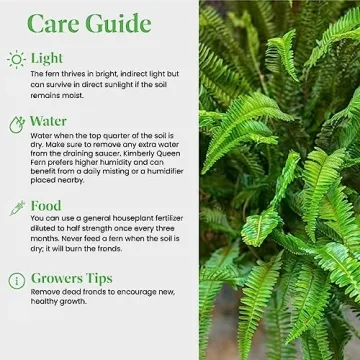 Buy Resilient Kimberly Queen Fern for Lush Greenery