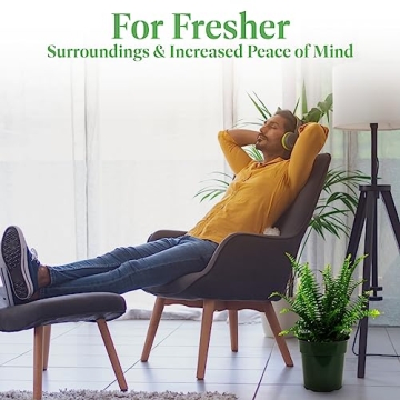 Buy Resilient Kimberly Queen Fern for Lush Greenery