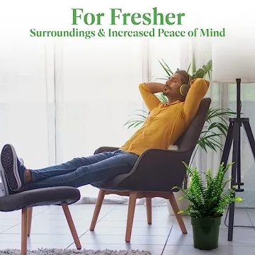 Buy Resilient Kimberly Queen Fern for Lush Greenery