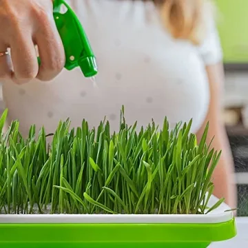 UCandy 10 Seed Sprouter Tray Kit for Home Gardening