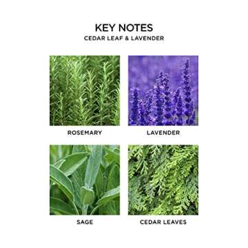 NEST New York Scented Classic Candle, Cedar Leaf & Lavender - 8.1 oz - Up to 60-Hour Burn Time - Reusable Glass Vessel