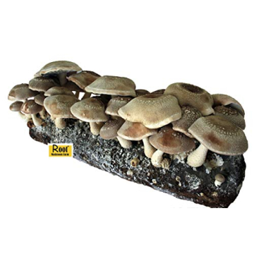 Root Mushroom Farm Shiitake Mushroom Grow Kit – Fresh Homegrown Shiitakes