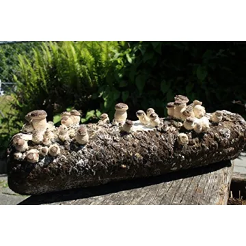 Root Mushroom Farm Shiitake Grow Kit for Home Growing