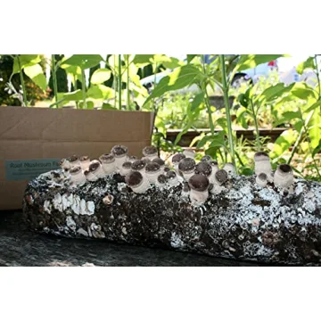 Root Mushroom Farm Shiitake Grow Kit for Home Growing