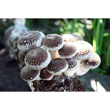 Root Mushroom Farm Shiitake Grow Kit for Home Growing