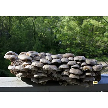 Root Mushroom Farm Shiitake Grow Kit for Home Growing