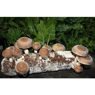 Root Mushroom Farm Shiitake Grow Kit for Home Growing