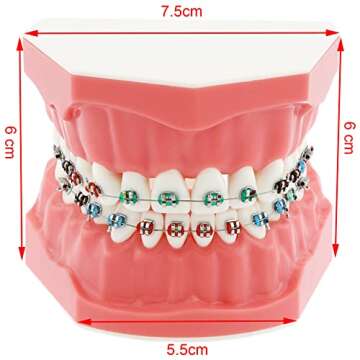 Dentalmall Typodonts Orthodontics Demonstration Model with Metal Wires and Bracket Teaching, Learning, Interpretation Model for Adults and Children (Metal Bracket)