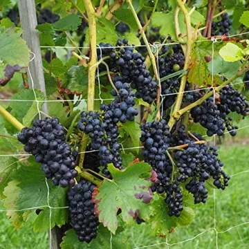 VIVOSUN 5 x 15 ft. Plant Trellis Netting, Heavy-Duty Polyester Grow Net, Garden Trellis Netting with Square Mesh for Climbing Plants, Vegetables, Fruits, and Flowers, 2-Pack