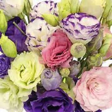 APCHONDRA New Fresh 100pcs Mixed Lisianthus Flower Seeds