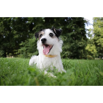 Canon EF-S 24MM f/2.8 STM Lens for Astrophotography