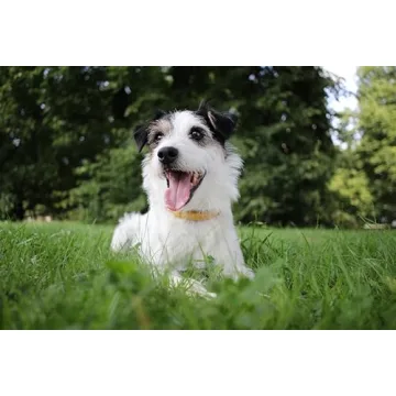 Canon EF-S 24MM f/2.8 STM Lens for Astrophotography