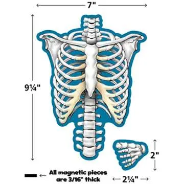 Human Skeleton Magnetic Accents Set for Learning Anatomy