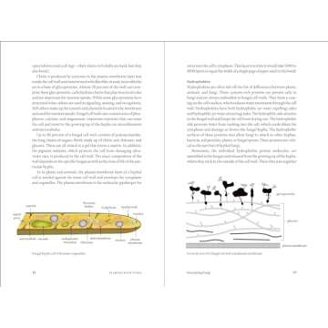 Teaming with Fungi: Guide to Mycorrhizae for Gardeners