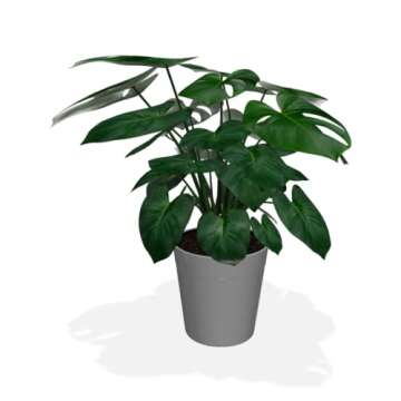Brighter Blooms - Monstera Deliciosa, Swiss Cheese Plant, 3 Gal. - No Shipping to AZ