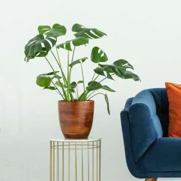 Brighter Blooms - Monstera Deliciosa, Swiss Cheese Plant, 3 Gal. - No Shipping to AZ