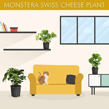 Brighter Blooms - Monstera Deliciosa, Swiss Cheese Plant, 3 Gal. - No Shipping to AZ