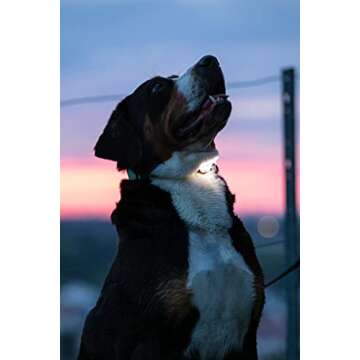 Max & Molly USB Rechargeable LED Safety Pet Light for Dog Collars & Harnesses - Waterproof, No-Dangle Secure Design, One Size Fits All - Ideal for Walking, Running, Biking & Outdoor Adventures