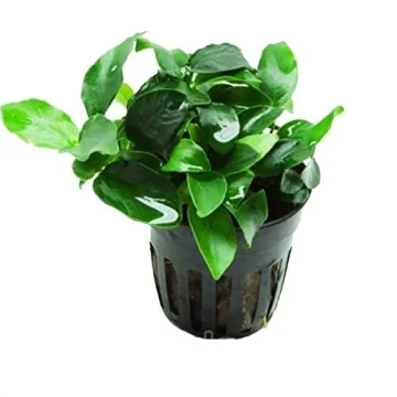 Anubias Petite Live Aquatic Plant - 25~35 Leaves in Pot, No Pesticides