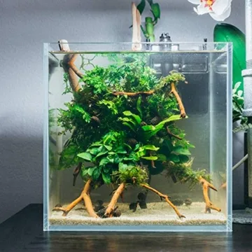 Anubias Petite Live Aquatic Plant for Fish Tanks - Lush & Healthy