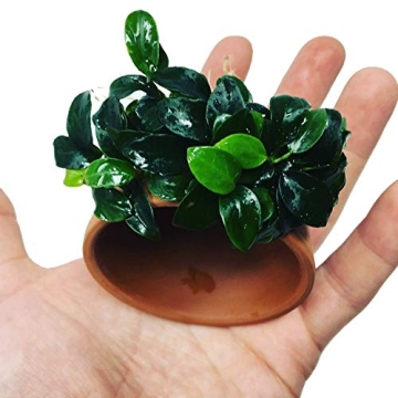 Anubias Petite Live Aquatic Plant for Fish Tanks - Lush & Healthy