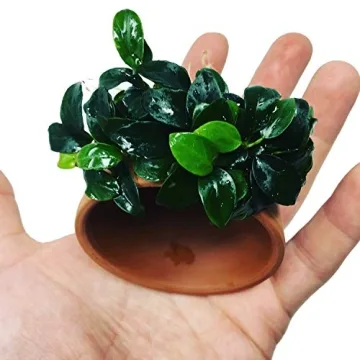 Anubias Petite Live Aquatic Plant for Fish Tanks - Lush & Healthy