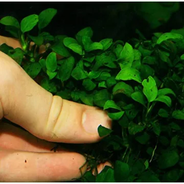 Anubias Petite Live Aquatic Plant for Fish Tanks - Lush & Healthy