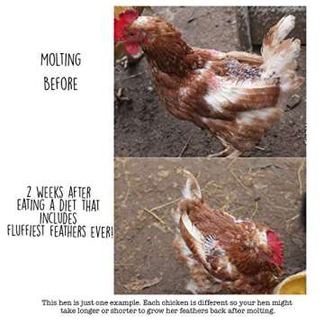 Pampered Chicken Mama Backyard Chicken Supplement Treat: Fluffiest Feathers Ever Backyard Chicken Fe...