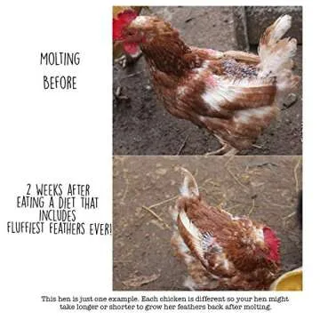 Pampered Chicken Mama Backyard Chicken Supplement Treat: Fluffiest Feathers Ever Backyard Chicken Fe...