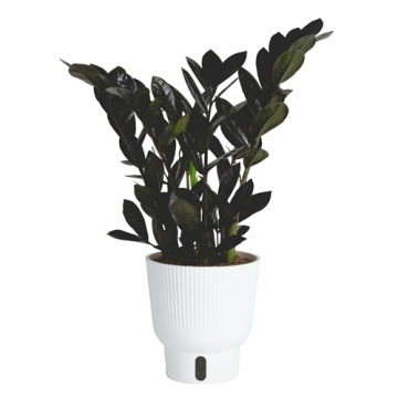Costa Farms Raven ZZ Plant - Elegant Low Maintenance Indoor Houseplant with Modern Planter