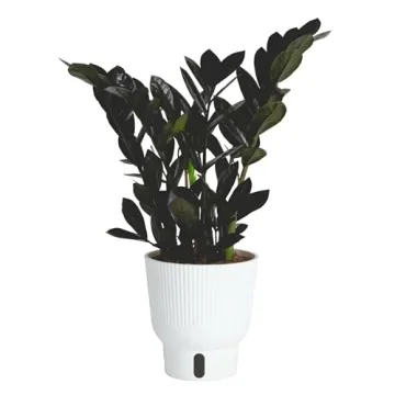 Costa Farms Raven ZZ Plant - Elegant Low Maintenance Indoor Houseplant with Modern Planter