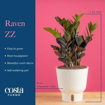 Costa Farms Raven ZZ Plant for Easy Indoor Care