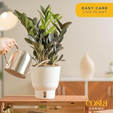 Costa Farms Raven ZZ Plant for Easy Indoor Care