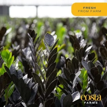 Costa Farms Raven ZZ Plant for Easy Indoor Care