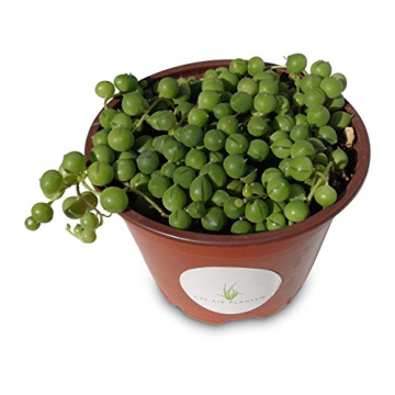 Stunning String of Pearls Succulent in 4" Pot