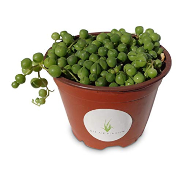 Stunning String of Pearls Succulent in 4" Pot