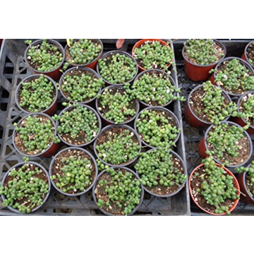 Stunning String of Pearls Succulent in 4" Pot