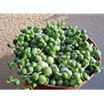 Stunning String of Pearls Succulent in 4" Pot
