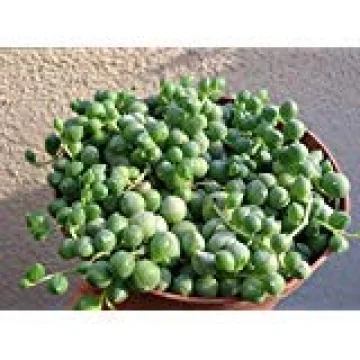 Stunning String of Pearls Succulent in 4" Pot