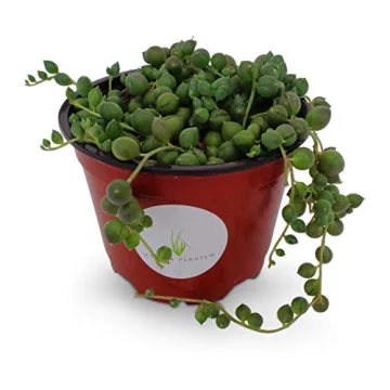 Stunning String of Pearls Succulent in 4" Pot