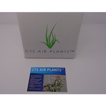 Stunning String of Pearls Succulent in 4" Pot