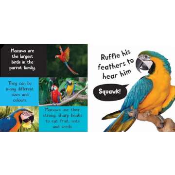 Noisy Jungle (My First Touch and Feel Sound Book)