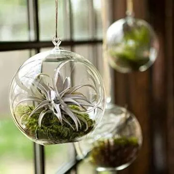Mkono Terrarium Decoration for Succulents & Tillandsias
