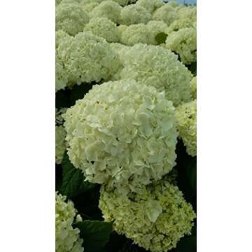 Hydrangea arb. 'Annabelle' - Smooth Hydrangea Shrub with Big Blooms