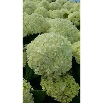Hydrangea arb. 'Annabelle' - Smooth Hydrangea Shrub with Big Blooms